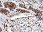 FBXO21 Antibody in Immunohistochemistry (Paraffin) (IHC (P))