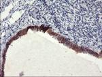 FBXO21 Antibody in Immunohistochemistry (Paraffin) (IHC (P))