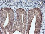 FBXO21 Antibody in Immunohistochemistry (Paraffin) (IHC (P))