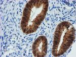 FBXO21 Antibody in Immunohistochemistry (Paraffin) (IHC (P))