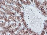 FBXO21 Antibody in Immunohistochemistry (Paraffin) (IHC (P))
