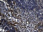 FBXO25 Antibody in Immunohistochemistry (Paraffin) (IHC (P))