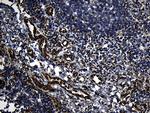 FBXO25 Antibody in Immunohistochemistry (Paraffin) (IHC (P))