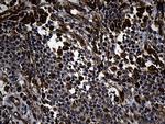 FBXO25 Antibody in Immunohistochemistry (Paraffin) (IHC (P))