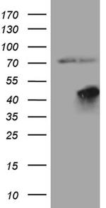 FBXO25 Antibody in Western Blot (WB)
