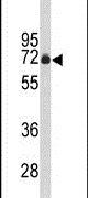 FBXO3 Antibody in Western Blot (WB)