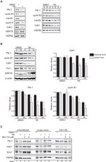 FBXO5 Antibody in Western Blot (WB)