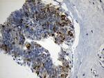 FBXO6 Antibody in Immunohistochemistry (Paraffin) (IHC (P))