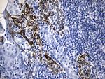 FBXO6 Antibody in Immunohistochemistry (Paraffin) (IHC (P))