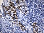 FBXO6 Antibody in Immunohistochemistry (Paraffin) (IHC (P))