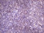 FBXO8 Antibody in Immunohistochemistry (Paraffin) (IHC (P))