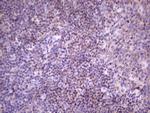 FBXO8 Antibody in Immunohistochemistry (Paraffin) (IHC (P))