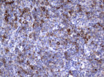FCER2 Antibody in Immunohistochemistry (Paraffin) (IHC (P))