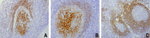 FCER2 Antibody in Immunohistochemistry (Paraffin) (IHC (P))