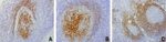 FCER2 Antibody in Immunohistochemistry (Paraffin) (IHC (P))