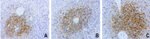 FCER2 Antibody in Immunohistochemistry (Paraffin) (IHC (P))