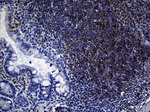 FCER2 Antibody in Immunohistochemistry (Paraffin) (IHC (P))