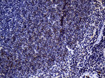 FCER2 Antibody in Immunohistochemistry (Paraffin) (IHC (P))