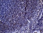 FCER2 Antibody in Immunohistochemistry (Paraffin) (IHC (P))