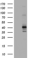 FCER2 Antibody in Western Blot (WB)