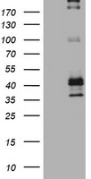 FCER2 Antibody in Western Blot (WB)