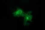 FCGR1A Antibody in Immunocytochemistry (ICC/IF)