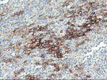 FCGR1A Antibody in Immunohistochemistry (Paraffin) (IHC (P))