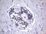 FCGR1A Antibody in Immunohistochemistry (Paraffin) (IHC (P))