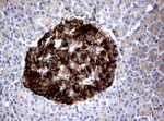 FCGR1A Antibody in Immunohistochemistry (Paraffin) (IHC (P))