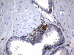 FCGR1A Antibody in Immunohistochemistry (Paraffin) (IHC (P))
