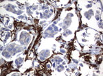FCGR1A Antibody in Immunohistochemistry (Paraffin) (IHC (P))