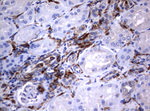 FCGR1A Antibody in Immunohistochemistry (Paraffin) (IHC (P))
