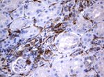 FCGR1A Antibody in Immunohistochemistry (Paraffin) (IHC (P))