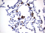 FCGR1A Antibody in Immunohistochemistry (Paraffin) (IHC (P))