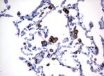 FCGR1A Antibody in Immunohistochemistry (Paraffin) (IHC (P))