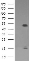 FCGR1A Antibody in Western Blot (WB)