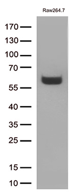 FCGR1A Antibody in Western Blot (WB)
