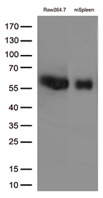 FCGR1A Antibody in Western Blot (WB)