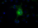 FCGR2A Antibody in Immunocytochemistry (ICC/IF)