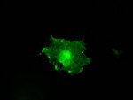 FCGR2A Antibody in Immunocytochemistry (ICC/IF)