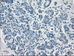 FCGR2A Antibody in Immunohistochemistry (Paraffin) (IHC (P))