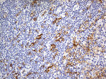 FCGR2A Antibody in Immunohistochemistry (Paraffin) (IHC (P))