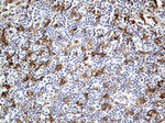 FCGR2A Antibody in Immunohistochemistry (Paraffin) (IHC (P))