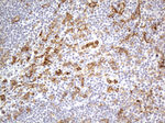 FCGR2A Antibody in Immunohistochemistry (Paraffin) (IHC (P))