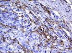 FCGR2A Antibody in Immunohistochemistry (Paraffin) (IHC (P))