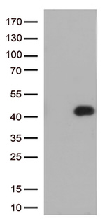 FCGR2A Antibody in Western Blot (WB)