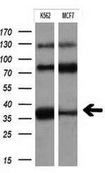 FCGR2A Antibody in Western Blot (WB)