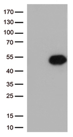 FCGR2A Antibody in Western Blot (WB)