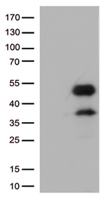 FCGR2A Antibody in Western Blot (WB)