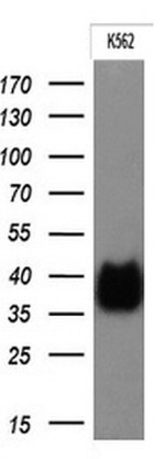 FCGR2A Antibody in Western Blot (WB)